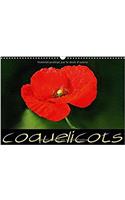 Coquelicots 2017