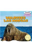 Walruses / Las Morsas