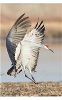 Sandhill Crane Coming in for a Landing Journal: 150 Page Lined Notebook/Diary(English)