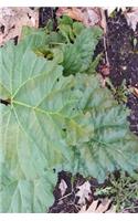 Journal Spring Rhubarb Leaves: (Notebook, Diary, Blank Book)