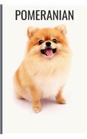 Pomeranian