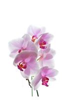 Orchids Notebook