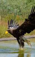 Steller's Sea-Eagle (Haliaeetus Pelagicus) Journal: 150 page lined notebook/diary