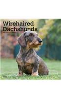 Dachshunds, Wirehaired 2021 Square