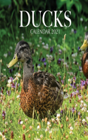 Ducks Calendar 2021: 16 Month Calendar