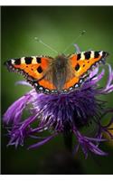 Orange and Black Butterfly on a Purple Flower in the Summer Journal