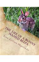 Life of a Bunny Named Beepa