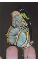 Malachite Butterfly (Siproeta Stelenes) Journal: 150 page lined notebook/diary
