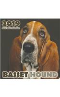 Basset Hound 2019 Mini Wall Calendar