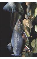 Eastern Brook Trout Swimming Journal