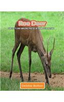 Roe Deer: Fun Facts and Amazing Photos of Animals in Nature