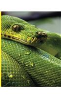 Green Snake Notebook: Green Snake Notebook: Viper Reptile: Wide Ruled - 100 Sheets - 200 Pages - 9.25 X 7.5 In. for School Office Home Student Teacher Use