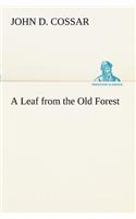 Leaf from the Old Forest