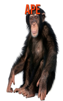 Ape
