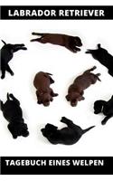 Labrador Retriever Tagebuch eines Welpen