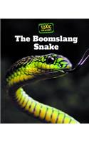 Boomslang Snake