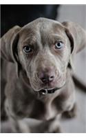 What a Sweet Face! Adorable Weimaraner Puppy Dog Pet Journal