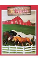 Horses on B Ranch