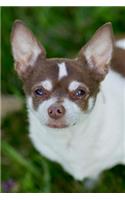 Chihuahua Notebook: Blank Lined Journal: Cute Brown and White Chihuahua