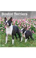 Boston Terriers 2021 Square