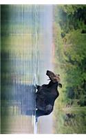 Moose Wading in Alaska Journal: Take Notes, Write Down Memories in this 150 Page Lined Journal