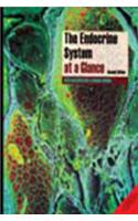 The Endocrine System At A Glance