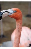 Too Cool Tropical Flamingo Up Close Portrait Bird Journal
