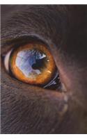 The Eye of a Chocolate Lab Labrador Retriever Dog Journal: Take Notes, Write Down Memories in this 150 Page Lined Journal