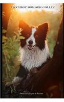 Chiot Border Collie