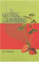 Growing Strawberries