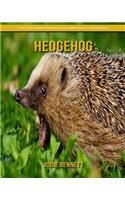 Hedgehog: Fun Facts and Amazing Pictures about Hedgehog