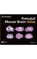 Prenatal Mouse Brain Atlas