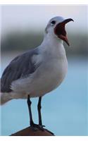 Squawking Seagull Journal