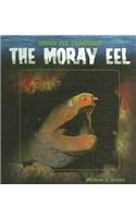 Moray Eel