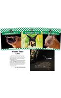 Bats Set Set (Set)