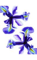 Iris notebook