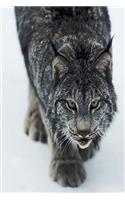 Journal Lynx Winter Attack: (Notebook, Diary, Blank Book)(Seasonal Winter Wildlife Photo Journals Notebooks Diaries)