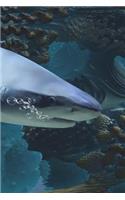 Sharks Notebook
