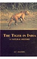 Tiger in India