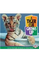 Tiger Cub Grows Up