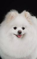 Fluffy White Pomeranian Dog Journal: 150 Page Lined Notebook/Diary