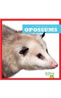 Opossums