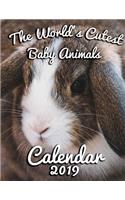 The World's Cutest Baby Animals Calendar 2019: Full-Color Portrait-Style Desk Calendar