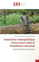 Interaction interspécifique entre Lemur catta et Propithecus verreauxi