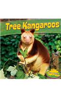 Tree Kangaroos
