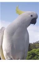 Yellow-crested Cockatoo Journal: 150 page lined notebook/diary