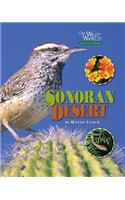 The Sonoran Desert