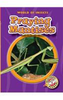 Praying Mantises