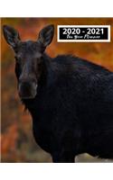 2020-2021 Two Year Planner: Moose Gifts For Men And Women- Blank Lined Notebook to take Notes, To Do Lists, Notepad, Journal, Funny Moose Birthday Gifts for Moose Lovers - Line
