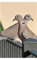 Eurasian Collared Dove (Streptopelia Decaocto) Journal: 150 page lined notebook/diary